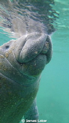 Manatee Portrait by James Laker 